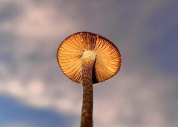 The Mycelium Method: I Ditched Budgeting and Grew My Savings by Thinking Like a Forest