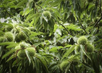 I Killed Every Plant I Touched. Here’s How I Learned to Stop ‘Gardening’ and Start Building an Ecosystem.