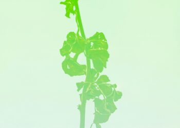 Beyond the Balance Sheet: A Financial Ecologist’s Guide to Clearing Debt and Cultivating True Wealth