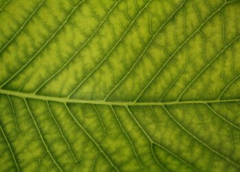 The Carbon Audit: Go Beyond Calculators to Truly Understand and Reduce Your Impact