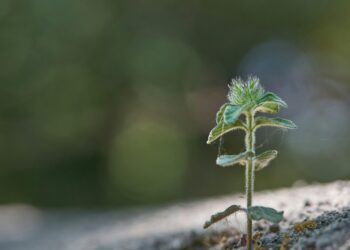 Beyond the Spreadsheet: A Comprehensive Guide to Architecting a Resilient and Purpose-Driven Financial Life