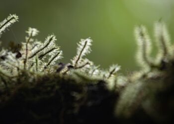 The Mycelial Wealth Manifesto: I Was a Financial Planner for 15 Years. Here’s Why I Abandoned Everything I Was Taught.