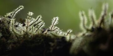 The Mycelial Wealth Manifesto: I Was a Financial Planner for 15 Years. Here’s Why I Abandoned Everything I Was Taught.