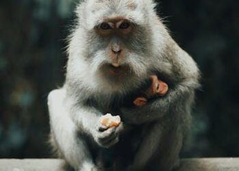 The CEO of You: A Single Mother’s Guide to Building a Thriving Life Portfolio